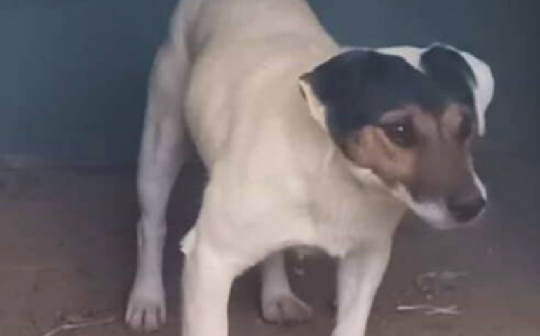 Carletto, giovanissimo jack russel, adottato e rinchiuso in un box: aiutiamolo a trovare una vera famiglia