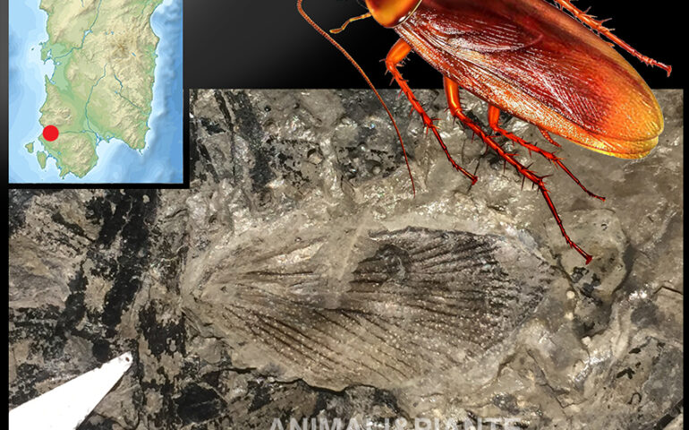 Le blatte, incubo di tanti: popolavano l’area dell’attuale Sardegna già oltre 300 milioni di anni fa