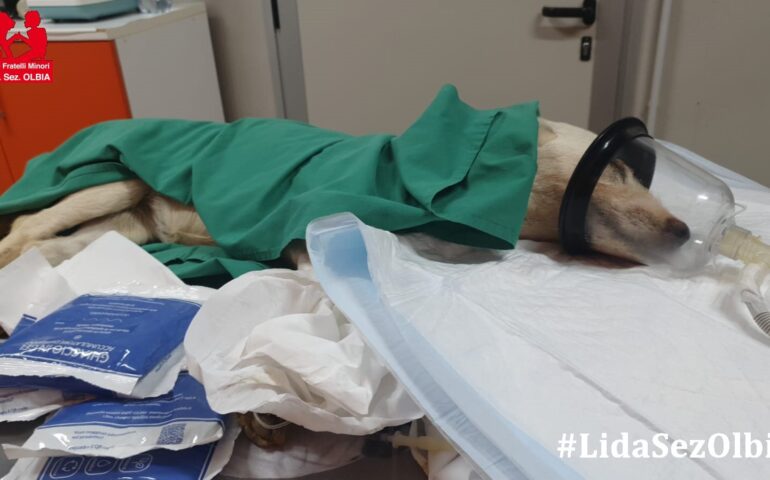 Un colpo di calore l’ha uccisa stanotte: ricoverata con 42 di febbre, Crema non ce l’ha fatta