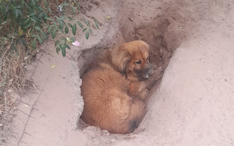 Cosa fa un cane per proteggersi dal caldo? Scava una buca e cerca la terra fresca. Nei canili questo non è possibile