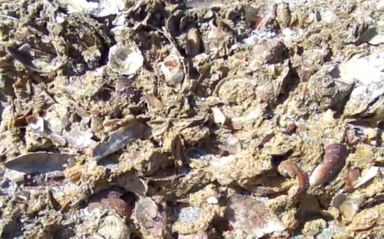 “Cercate un ristorante con cozze freschissime? Risalgono solo a 125mila anni fa!”, ecco dove si trova oggi il geologo Luigi Sanciu