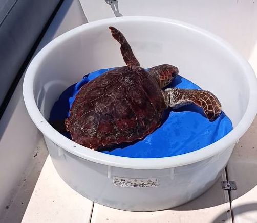 Impigliata in una rete, salvata una tartaruga Caretta caretta al largo di Capo Caccia
