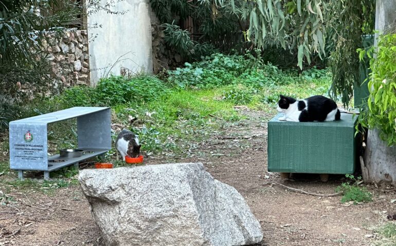 Villasimius: sterilizzazione e cura dei gatti randagi con una percentuale della tassa di soggiorno