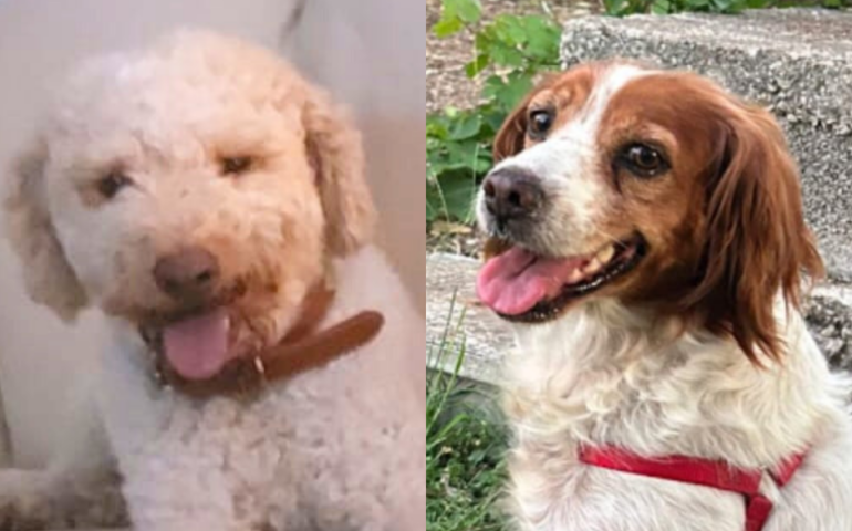 Esaudito l’ultimo desiderio di Antonello: prima di morire aveva cercato nuove famiglie per i suoi amati cani