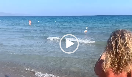 (VIDEO) Ospite speciale al Poetto: un fenicottero si unisce ai bagnanti tra lo stupore generale