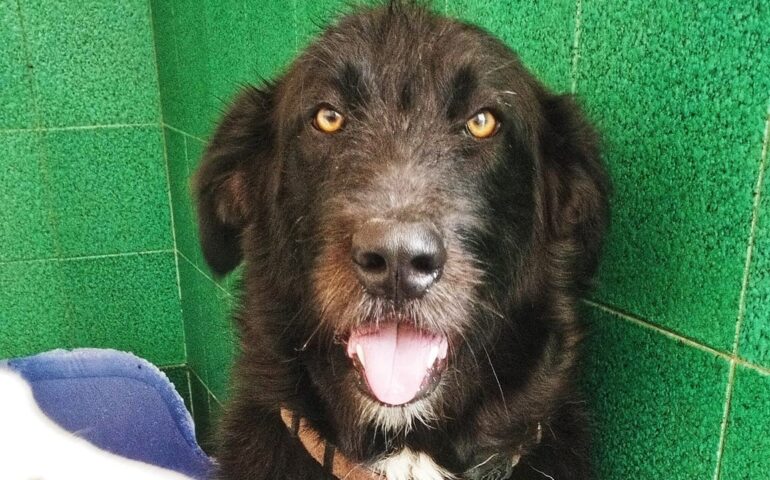 Un angelo di nome Erik, il cane che dona il sangue per i più sfortunati: aiutiamolo a trovare una famiglia
