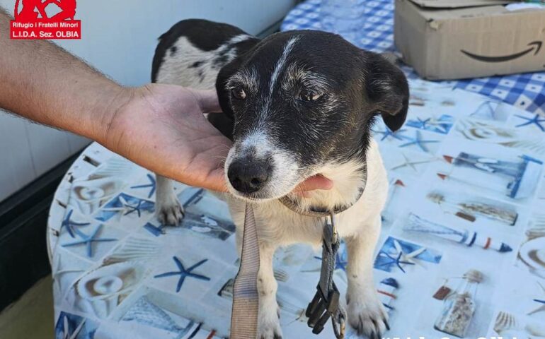 Evita, la cagnetta rifiutata da tutti: una delle figlie dell’ennesima sterilizzazione mancata