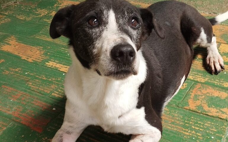 Nonno Oscar, per lui mai una richiesta di adozione: un cane adorabile ma “invisibile”