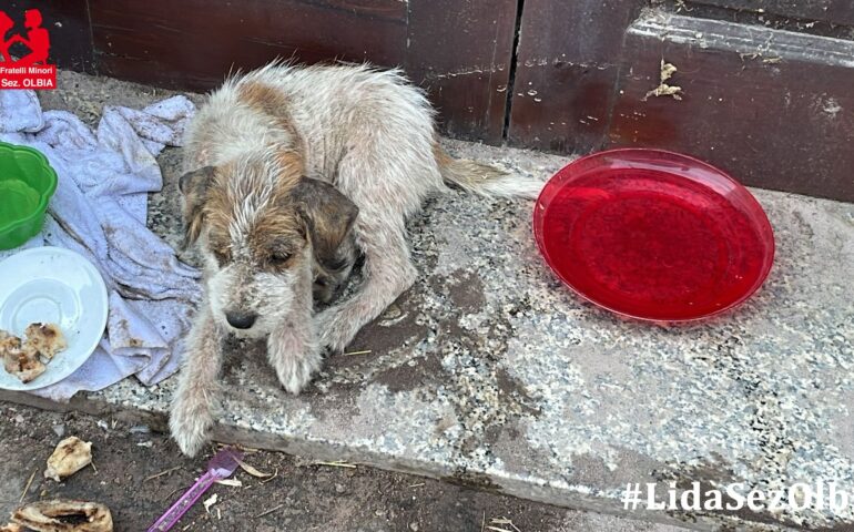 Teresina, abbandonata come uno straccio vecchio con una zampa fratturata e mangiata dalla rogna