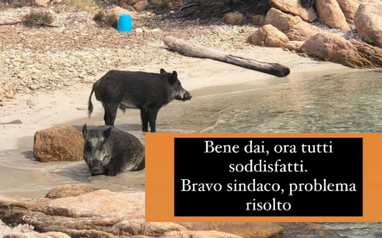 Abbattimento dei cinghiali dell’isola Spargi, la Lucarelli contro: “Il problema è a monte”