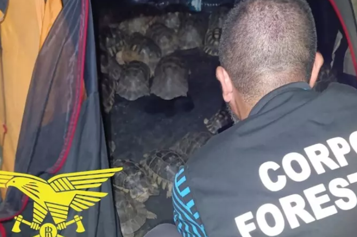 Scoperte 54 tartarughe in una tenda da campeggio: interviene la Forestale