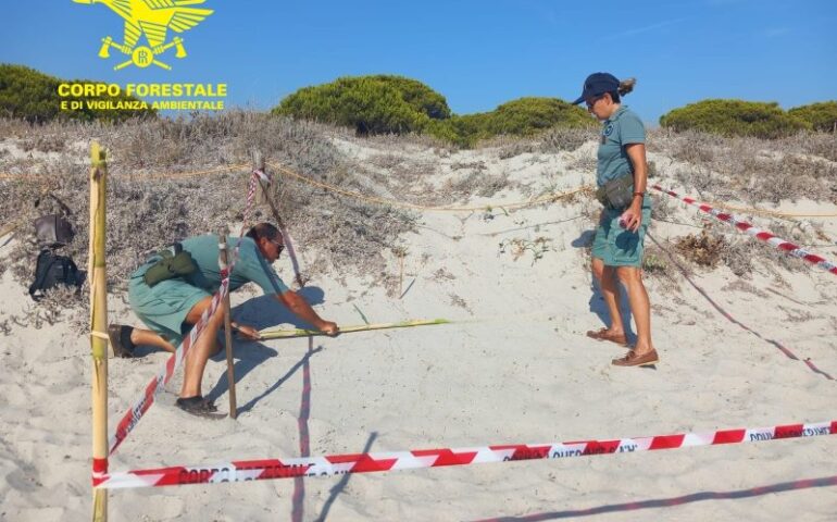 Budoni, scoperto nido di Caretta Caretta: attesa per la schiusa e Corpo Forestale al lavoro