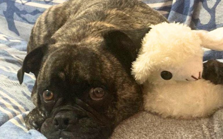 Dall’America si trasferiscono in Sardegna ma, per il cane non c’è più posto: Kai cerca casa urgentemente
