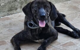 cane disabile in adozione