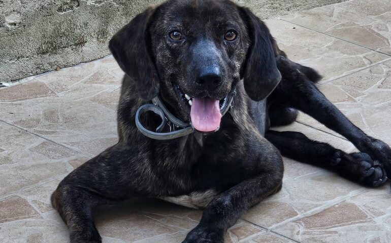 cane disabile in adozione