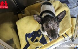 cane in cerca di adozione