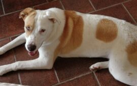 cane da adottare