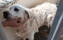 cane sardo da adottare