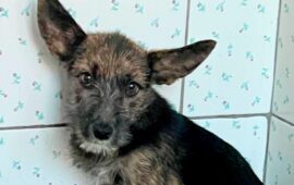 cane in adozione