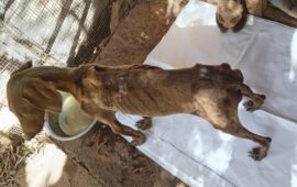 Sardegna, cane in adozione