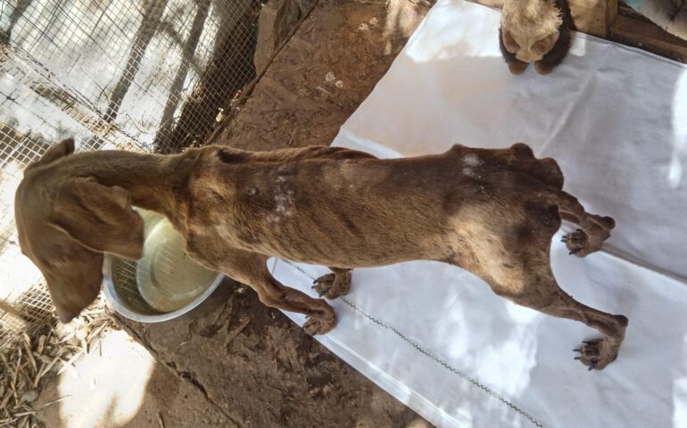 Sardegna, cane in adozione