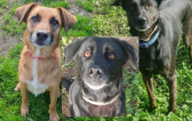 cane in adozione