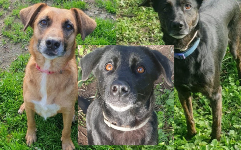 cane in adozione