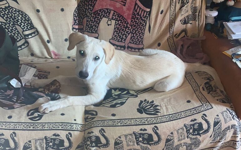 cucciolo che cerca casa