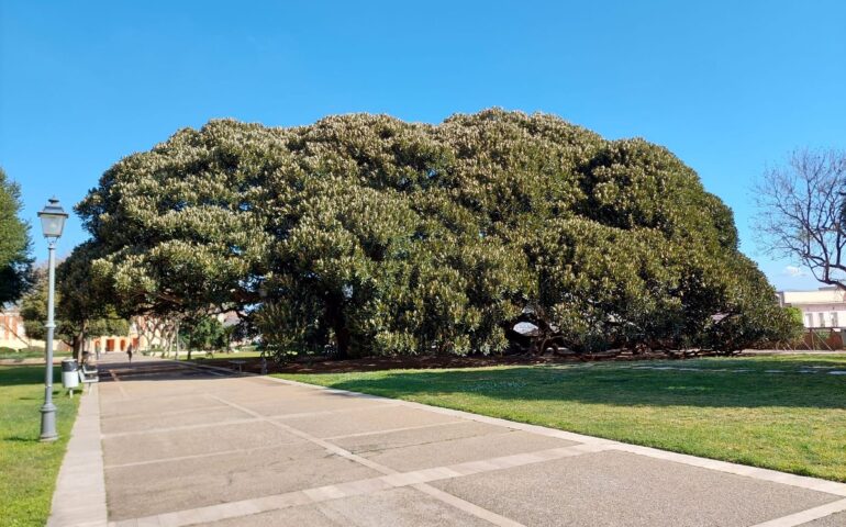 I giganteschi ficus dei Giardini Pubblici di Cagliari