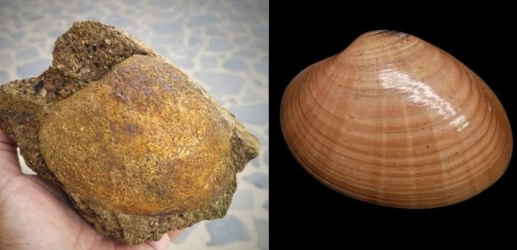 Lo sapevate? In Sardegna 20 milioni di anni fa esistevano dei molluschi enormi, cugini dei fasolari