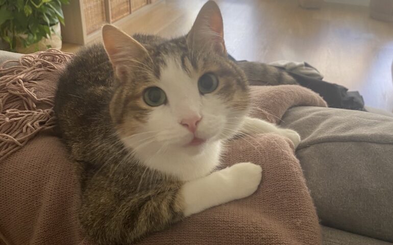 Gatto Lucio si è perso: “Offro una ricompensa di 1000 euro a chi me lo riporta, sono disperata”