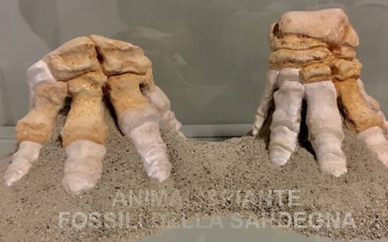 copie delle zampe del mammut nano sardo