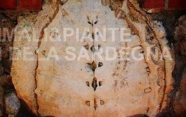 Fossile di tartaruga