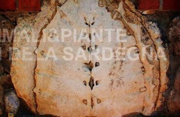 Fossile di tartaruga