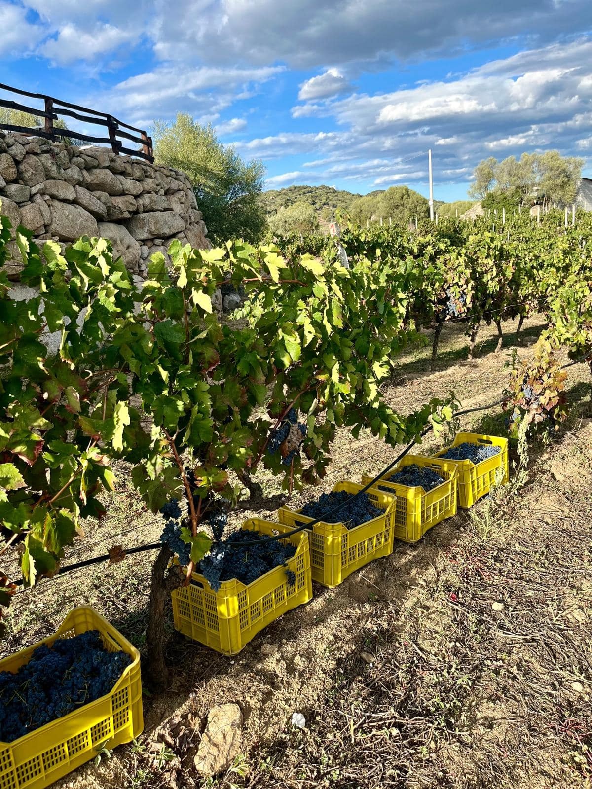 Una delle vigne