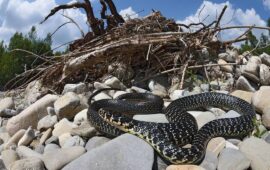 Biacco, serpente sardo