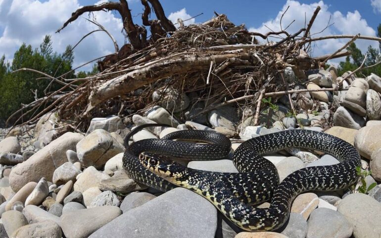 Biacco, serpente sardo