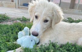 cane sardo in adozione