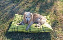 cane anziano in Sardegna