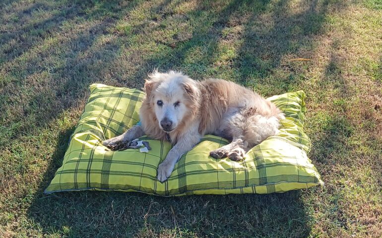cane anziano in Sardegna