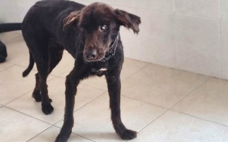 cane da adottare in sardegna