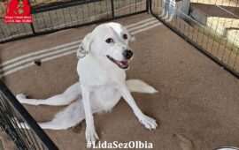 cane disabile in adozione