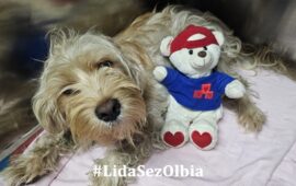 cane in adozione in sardegna