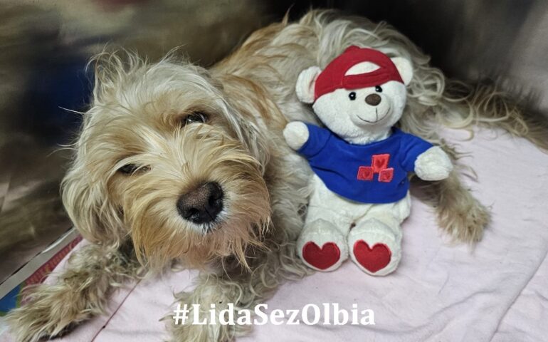 cane in adozione in sardegna