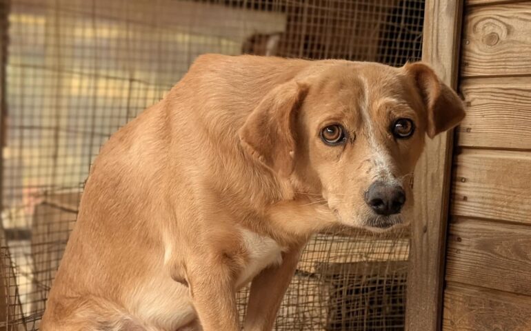 cane in adozione in Sardegna