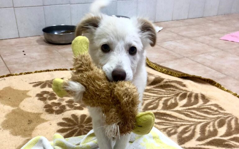 cane in adozione in sardegna