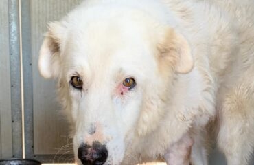 cane in adozione in Sardegna