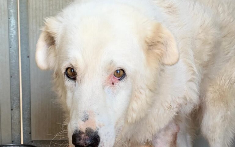 cane in adozione in Sardegna