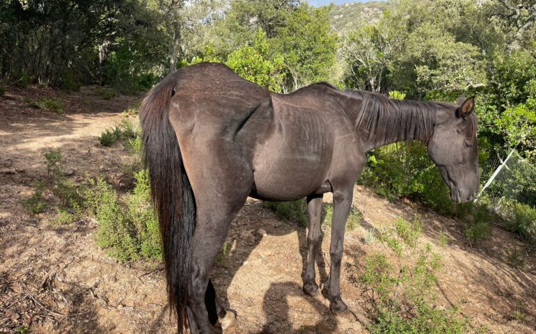 cavallo morto in Sardegna