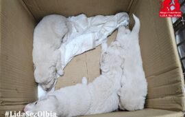 cuccioli in adozione